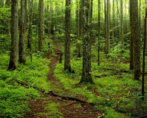 Waldweg im Great-Smoky-Mountains-Nationalpark, Tennessee, USA